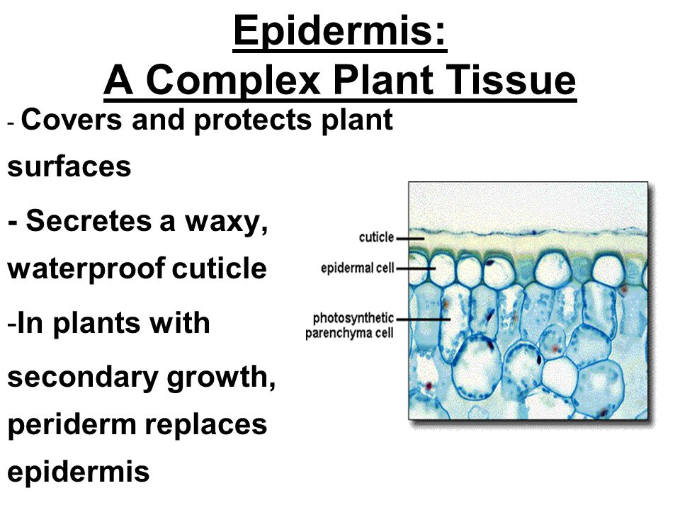 The Epidermal Tissue System of Plants (With Diagrams)